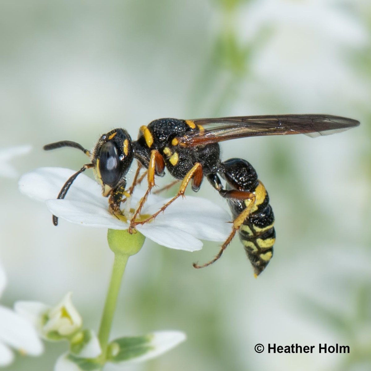 23 Crossover! Wasp Ecology with Heather Holm, from the Backyard