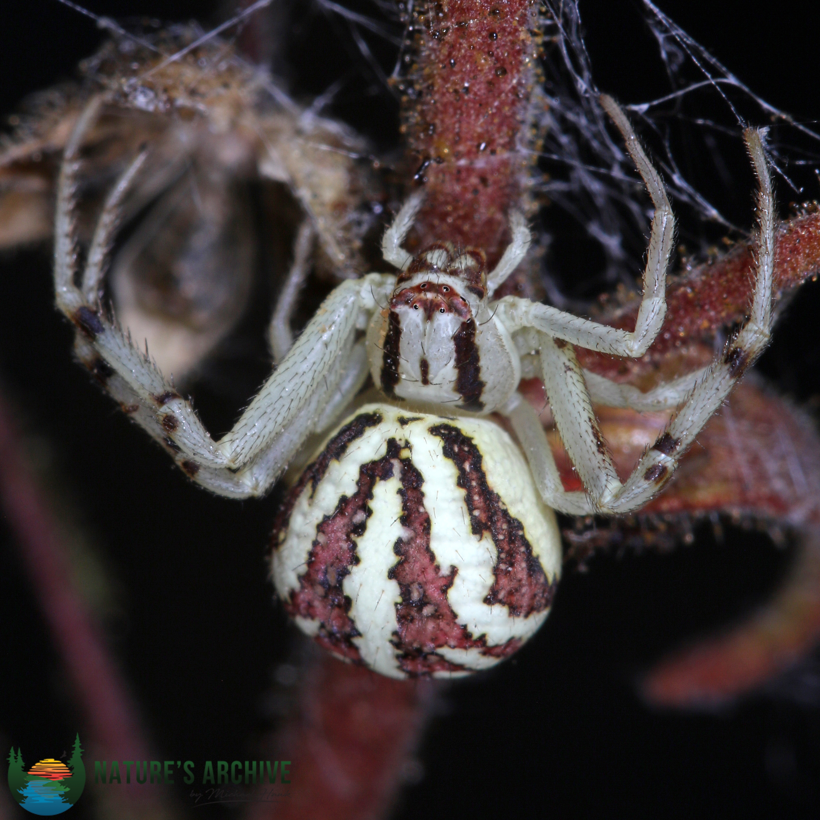 Joro Spiders: Should You Be Concerned? And more Astounding Spiders