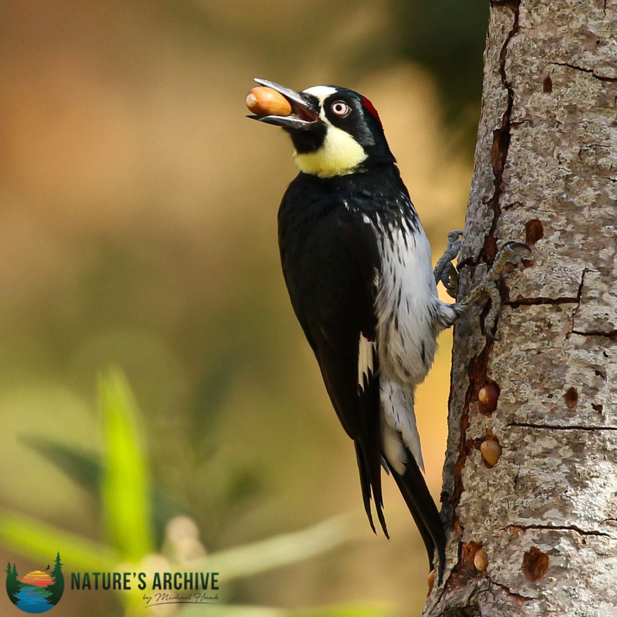 Critical Mast: Acorn Woodpeckers and Oak Masting with Dr. Walt&nbsp;Koenig