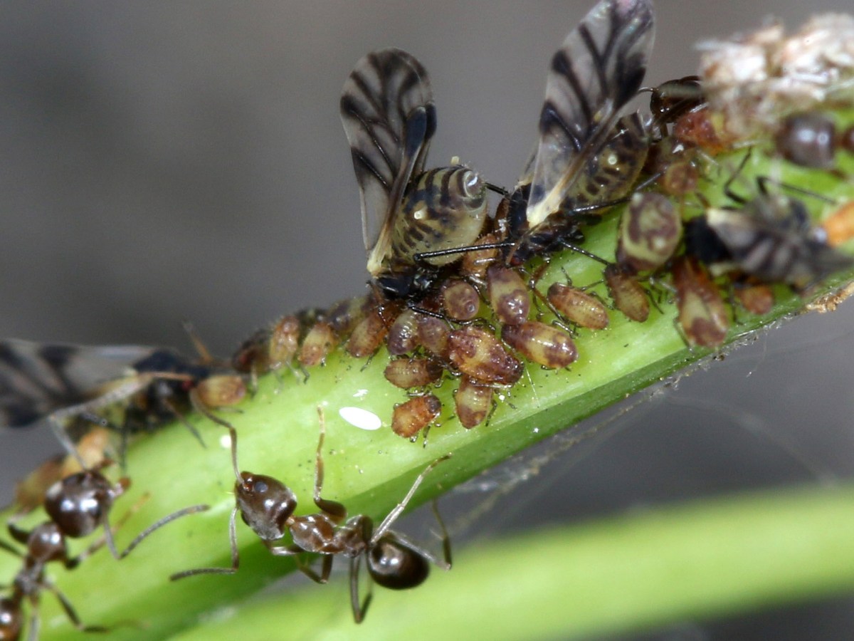 Plankton of the Land: The Hidden World of&nbsp;Aphids