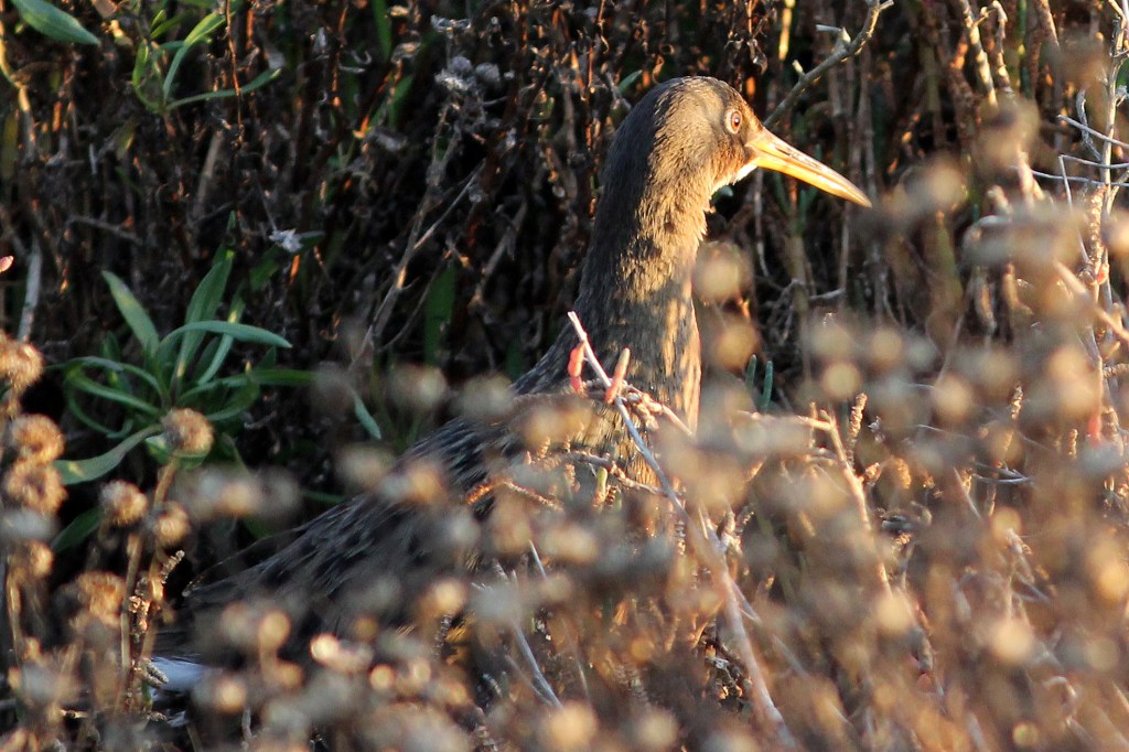 A close-up of a bird partially hidden in tall grass, showcasing its profile against a blurred background of dried plants.