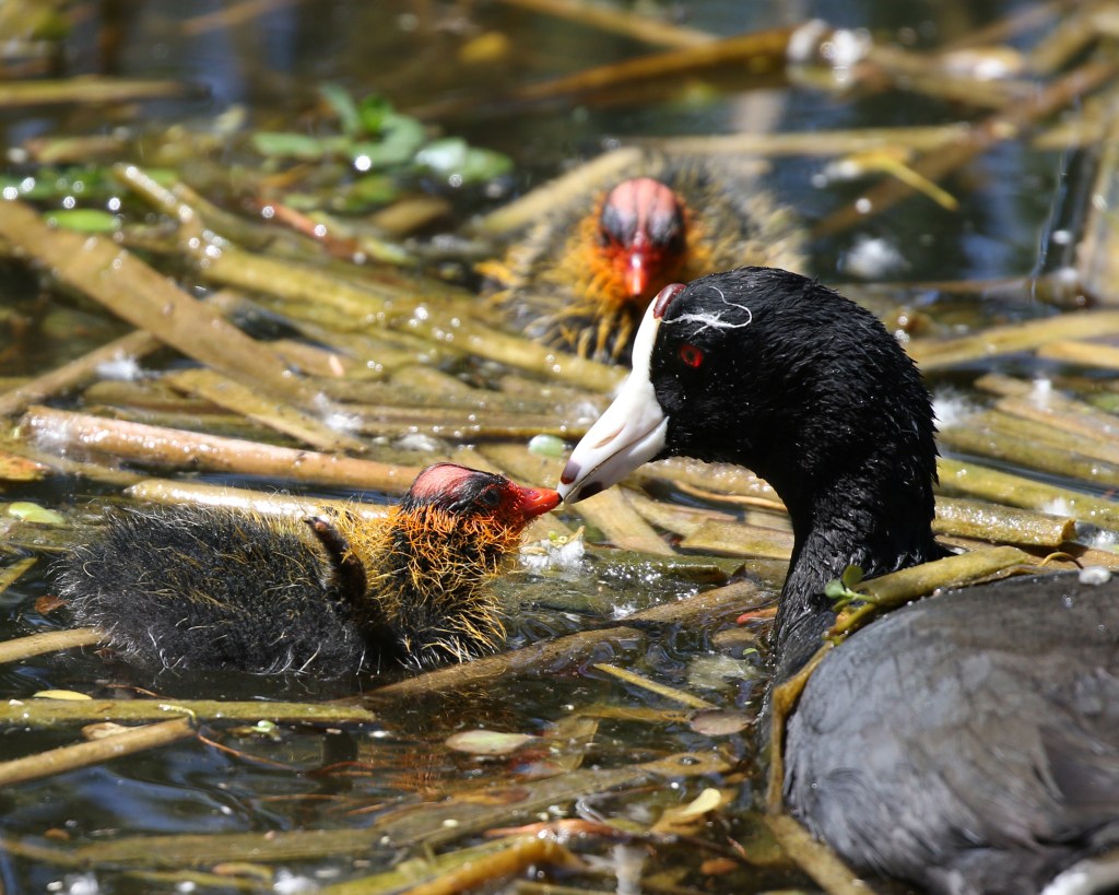 A black coot feeding a chick with a red beak in a wetland environment, with another chick visible in the background among water plants.