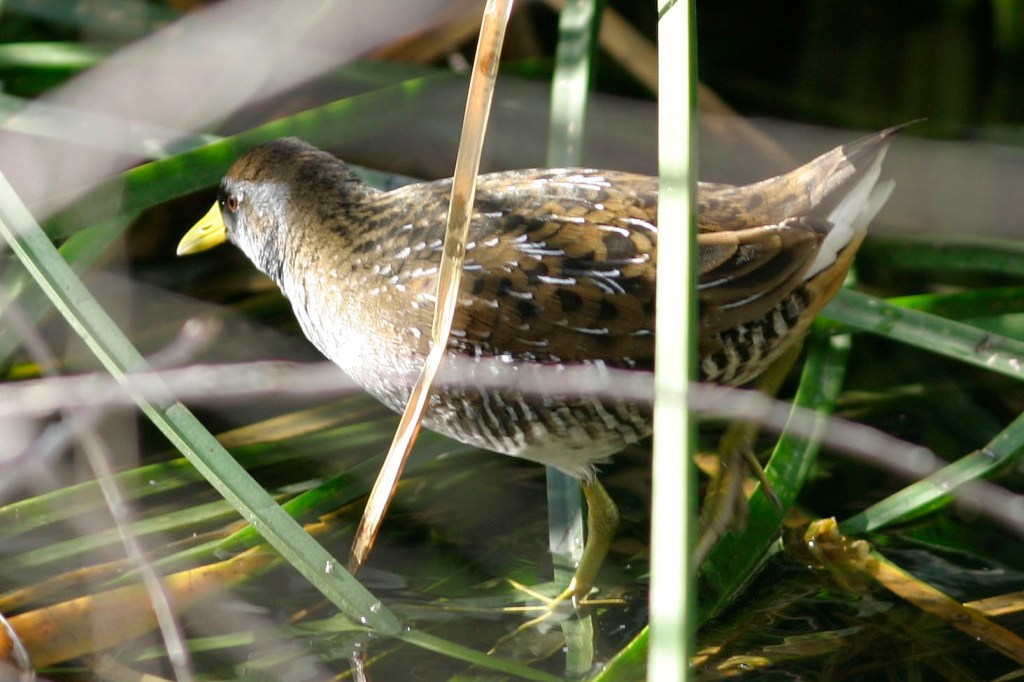 A marsh bird standing among green reeds and water, showcasing its brown and spotted plumage.