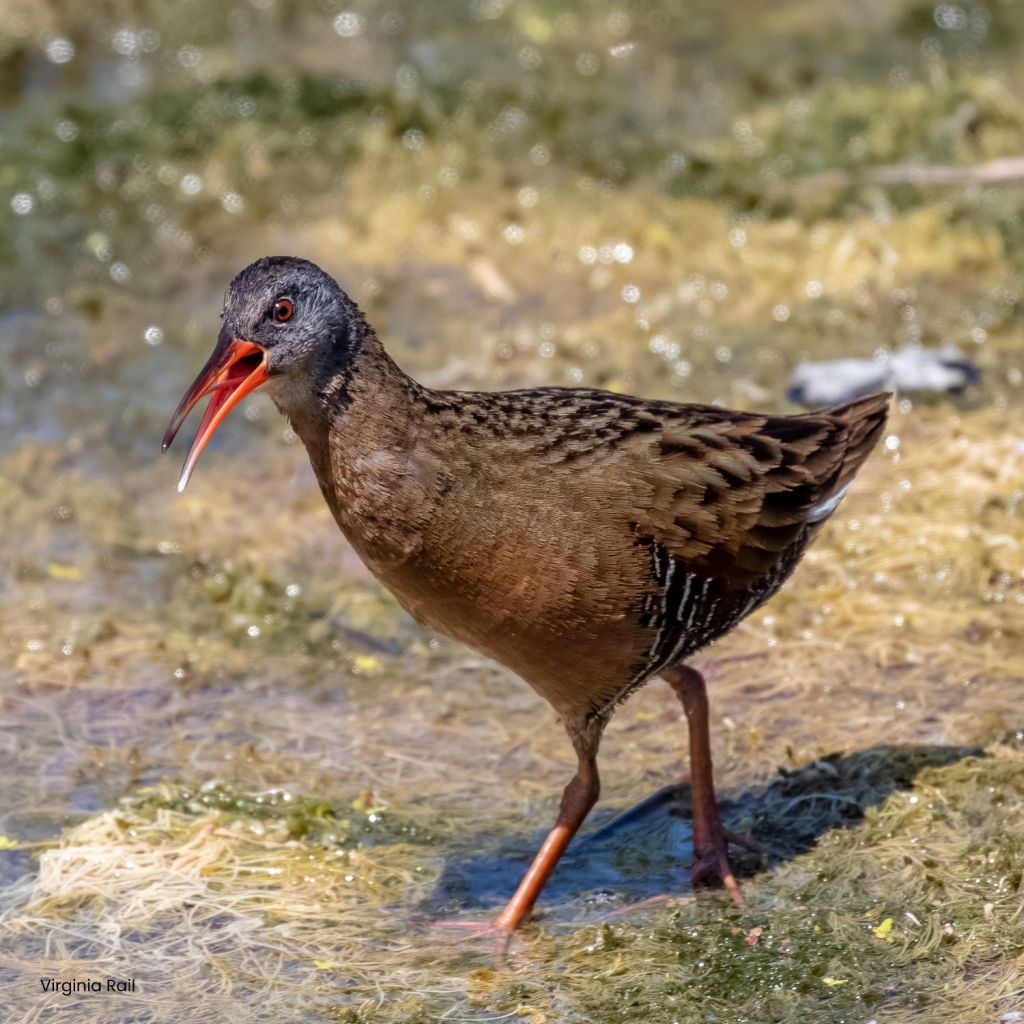 A Virginia Rail walking through wetland vegetation with a slightly open beak.
